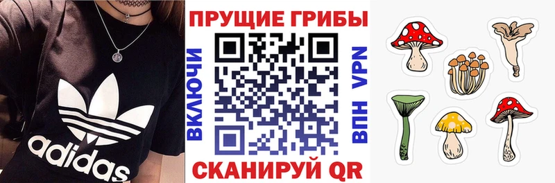 Купить где  Багратионовск  Псилоцибиновые грибы мицелий 